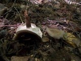 Polyporus guianensis image