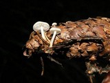 Baeospora myosura image