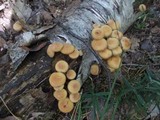 Kuehneromyces mutabilis image