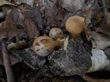 Kuehneromyces mutabilis image