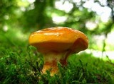 Suillus grevillei image