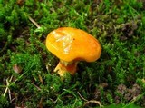 Suillus grevillei image