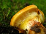 Suillus grevillei image