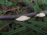Bjerkandera adusta image