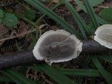 Bjerkandera adusta image
