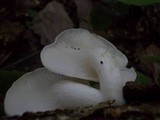 Pleurotus pulmonarius image