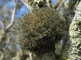 Image of Tornabea scutellifera