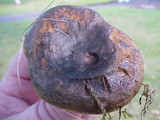 Lactarius turpis image