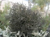 Tornabea scutellifera image