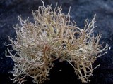 Tornabea scutellifera image