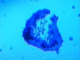 Tornabea scutellifera image