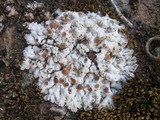 Image of Squamarina lentigera