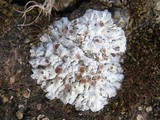 Squamarina lentigera image