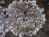 Squamarina lentigera image