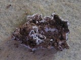 Squamarina lentigera image