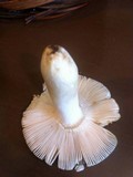 Russula crustosa image
