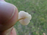 Mycena citrinomarginata image
