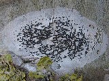 Arthonia atra image