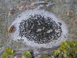 Arthonia atra image