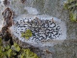Arthonia atra image