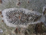 Arthonia atra image