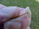 Mycena citrinomarginata image