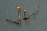Flammulaster carpophilus var. carpophilus image