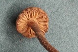 Flammulaster carpophilus var. carpophilus image