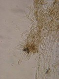 Flammulaster carpophilus var. carpophilus image