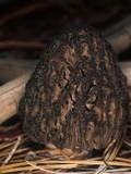 Morchella snyderi image