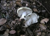 Tricholoma saponaceum image