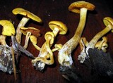 Gymnopilus aeruginosus image