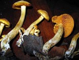Gymnopilus aeruginosus image