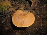 Ganoderma sessile image