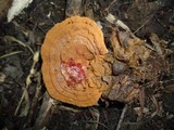 Ganoderma sessile image