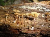 Xeromphalina cauticinalis image