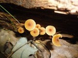 Xeromphalina cauticinalis image