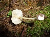 Entoloma subserrulatum image