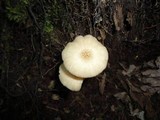 Entoloma subserrulatum image