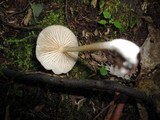Entoloma subserrulatum image