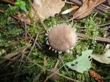 Melanophyllum haematospermum image