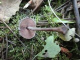 Melanophyllum haematospermum image