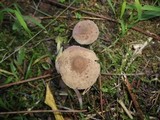 Melanophyllum haematospermum image