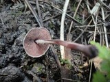 Melanophyllum haematospermum image