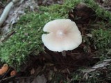 Entoloma strictius image