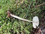 Entoloma strictius image