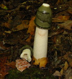 Phallus ravenelii image