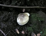 Tricholoma saponaceum image