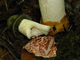 Phallus ravenelii image