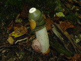Phallus ravenelii image